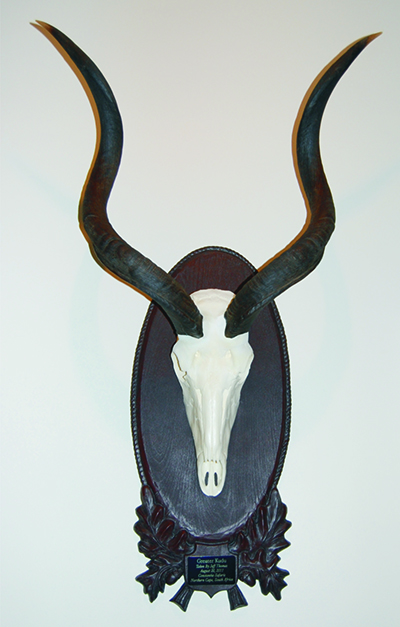 Taxidermy Display 1