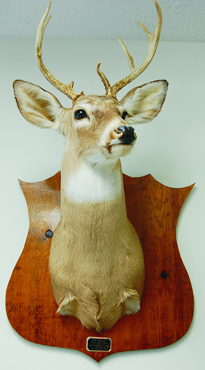 Taxidermy Display 2